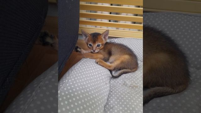 Кошечки мои красивые! 🥰 Часть 1!