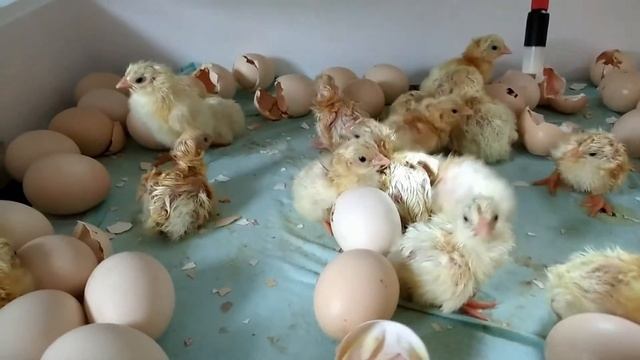 Результаты инкубатора несушка на 104яйца!!! смотреть онлайн