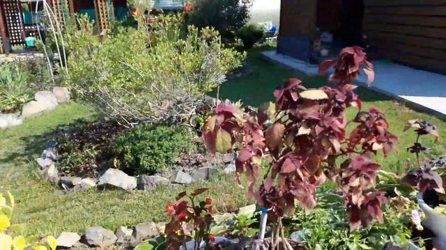#Колеусы.❤Coleus❤Новосибирск. 17.06.2023 . ❤?? смотреть онлайн