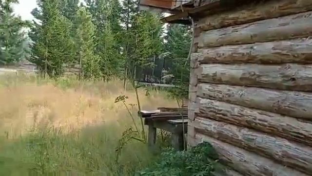 Дача, баня и участок 20 соток с кедрами смотреть онлайн