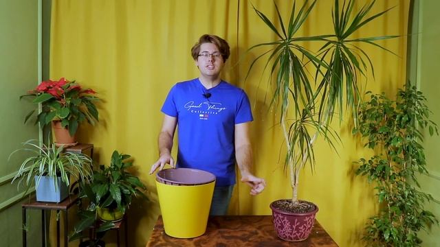 Как спасти драцену? Правила пересадки и ухода смотреть онлайн