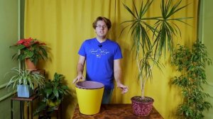 Как спасти драцену? Правила пересадки и ухода