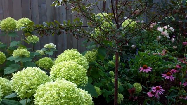 Incrediball Hydrangea - GROW IT! смотреть онлайн