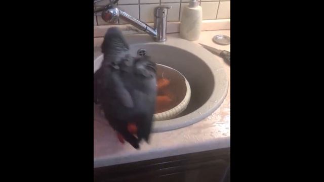 Попугай Жора и морковка смотреть онлайн