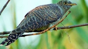 Интересное о птицах. Такого ты ещё не знал. Понемногу обо всем. Пернатые. Факты о птицах.