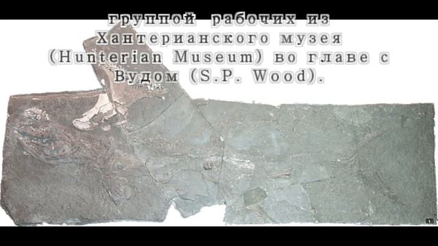 Стетакант  Stethacanthus Altonensis (1 часть)