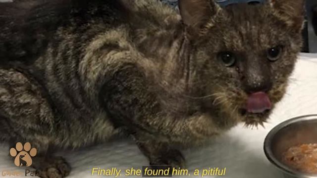 Waiting to Be Put to Sleep, She Sat Crying Silently in Her Cage At the Shelter смотреть онлайн