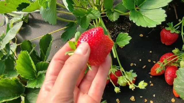 Клубника #Авроракарима- шикарный сорт нейтрального светового дня смотреть онлайн