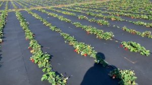 Клубника Мурано | Последний сбор ягоды