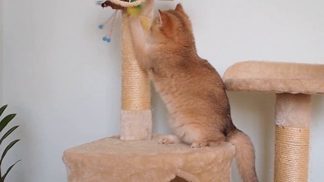 Британская золотистая шиншилла смотреть онлайн