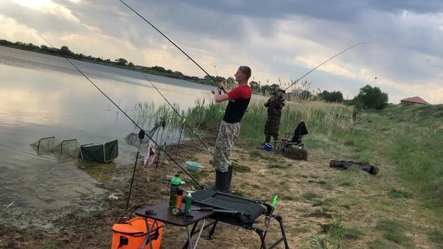 Карась на фидер.Рыбалка на озере с берега. смотреть онлайн