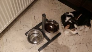 Корм grandorf для щенков средних собак