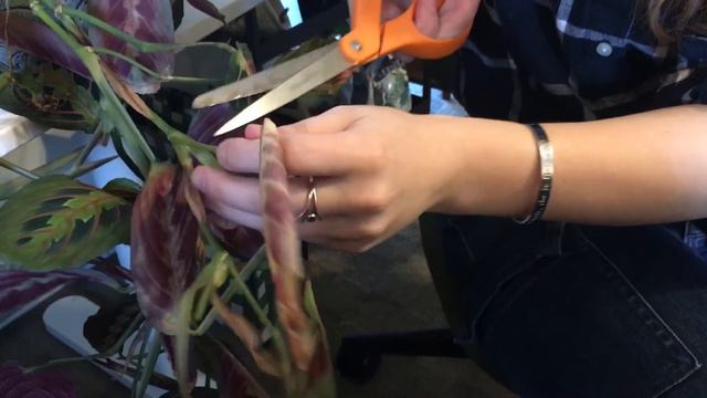 Maranta Leuconeura (Prayer Plant) Propagation смотреть онлайн