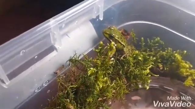террариум для #лягушки/ How to make a #terrarium out of a #frog container with an artificial pond. смотреть онлайн
