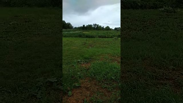 Биоэнергетика / Работа дома 2 (360p).mp4 2020 г.