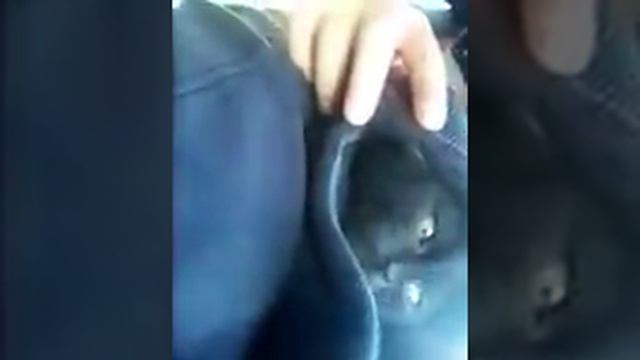 Спасаем котёнка смотреть онлайн