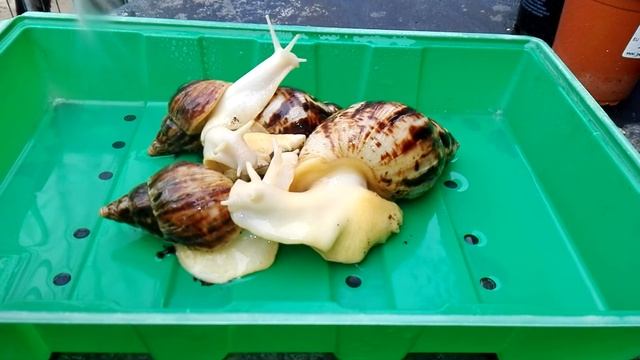 Achatina Reticulata Albino