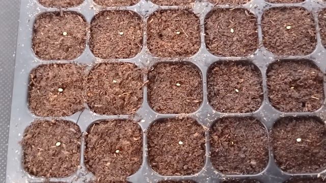 АЛИССУМ.ОЧЕНЬ ПЕРСПЕКТИВНЫЙ ОДНОЛЕТНИК ДЛЯ ПРОДАЖ. смотреть онлайн