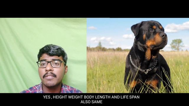 BULLMASTIFF VS ROTTWEILER WHO WOULD WIN / CG ZOO / TAMIL / WITH ENGLISH SUBTITLES смотреть онлайн