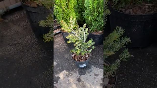 Пихта корейская Silberlocke (Силберлок) смотреть онлайн