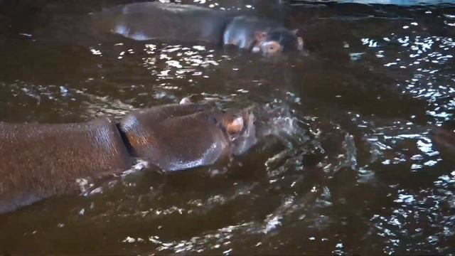 Peppy Hippos @ Kaliningrad Zoo, Russia смотреть онлайн