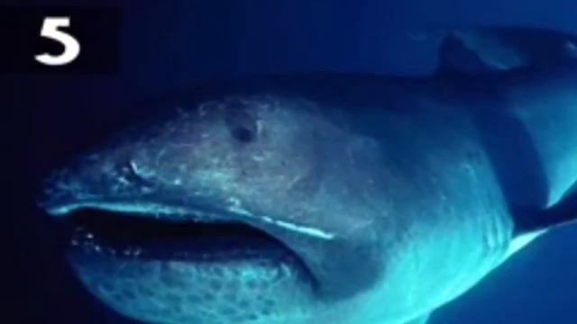 Original-топ 10 самых больших акул в мире смотреть онлайн