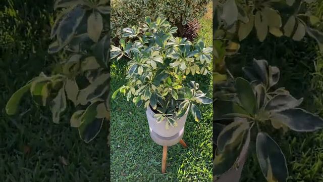 Una hermosa Aralia Schefflera para llenar de felicidad tu día ✨💛💚🙌 смотреть онлайн