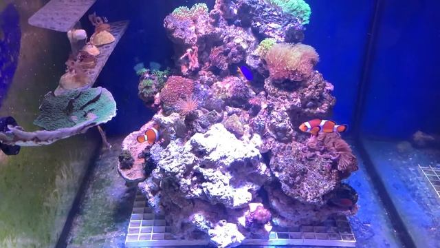 Сделал перестановку в аквариуме, новый коралл монтипора зелёная тарелка смотреть онлайн
