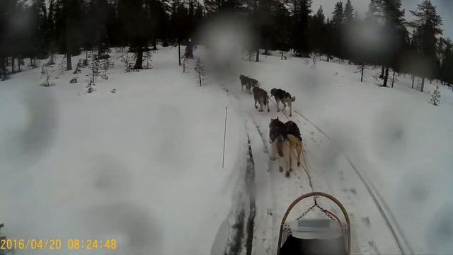 Husky safari Ruka, Kuusamo, Finland смотреть онлайн