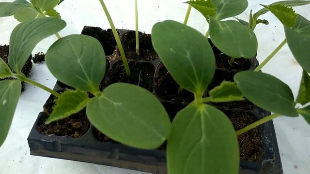 Рассада огурца вытянулась.Что делать