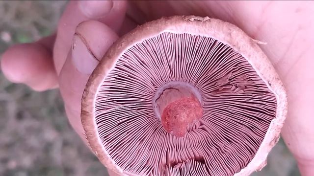 Agaricus silvaticus... смотреть онлайн