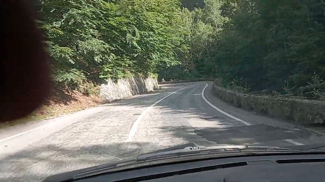 Мечка в подножието в Карпатите, Румъния смотреть онлайн
