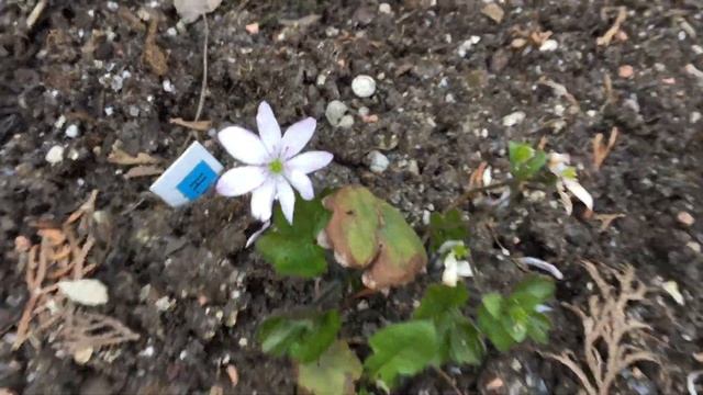 Hepatica печеночницы 26апреля 2019года г.Кировск ленинградской обл. смотреть онлайн