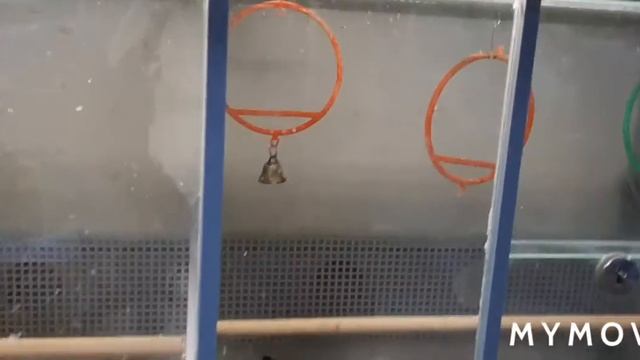 Ура!зоомагазин работает!купили корм черепахам и аквариум!?? смотреть онлайн