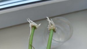 РЕЗУЛЬТАТ ЧЕРЕНКОВАНИЯ ПЛЮЩЕЛИСТНОЙ ПЕЛАРГОНИИ В ВОДЕ.?/ КОРНИ ЧЕРЕЗ 1.5 НЕДЕЛИ?