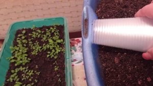 Маргаритка из семян, выращиваем вместе. 05.01.22