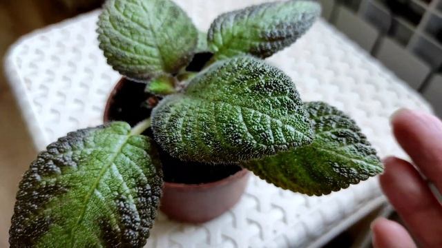 Эписции, вдохновляющие на приобретение новых Эписций... смотреть онлайн