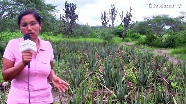 El Cultivo de sábila, alternativa para los agronegocios $$ смотреть онлайн