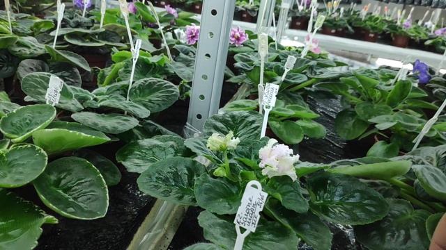 3 мая. Обзор новинок в коллекции и как узнать стоимость деток. смотреть онлайн