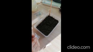 Ясколка в первый год! Посев семян, всходы, перевалка в открытый грунт, развитие до осени.