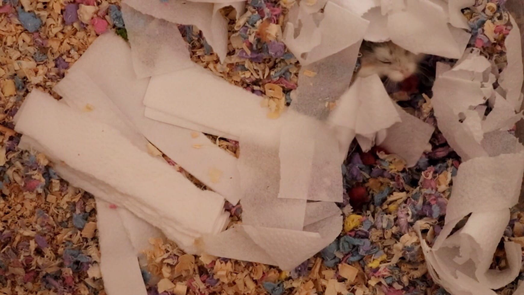 ХОМЯЧКАМ РОБОРОВСКОГО 2 ДНЯ ОТ РОДУ смотреть онлайн