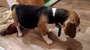 Схватки у собаки