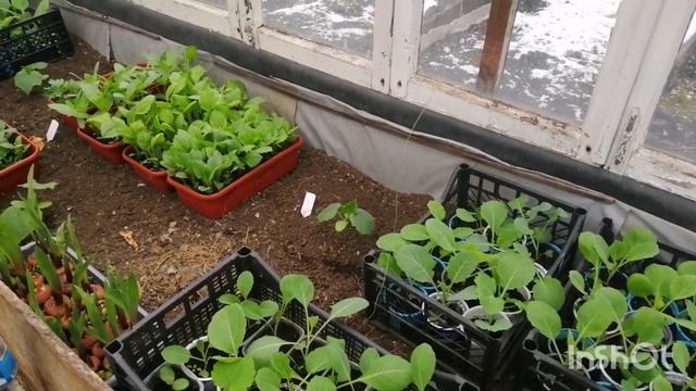 22.05.22 Снег в мае! Мой вкусный похудейский рацион. смотреть онлайн