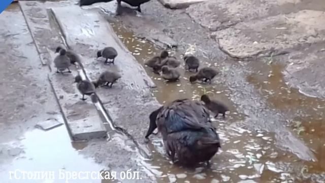 Утки каюги , вывелись утята. смотреть онлайн