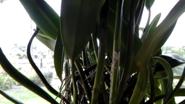 Cattleya - Blc. Pink Empress 'Sunshine' смотреть онлайн