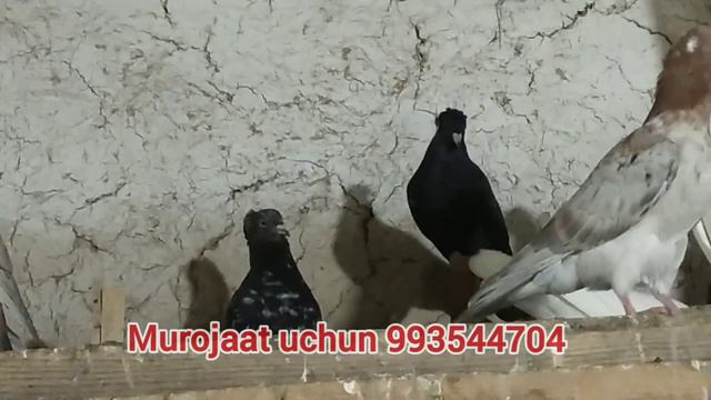 KAPTARLAR SOTILADI.23.07.2022