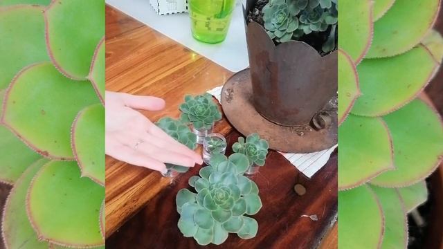 How To Water Propagate Dinner Plate Plant Or Aeonium #plateplant