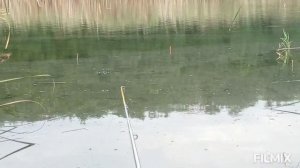 Рыбалка на карася летом на поплавочную удочку видео!!!