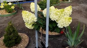 Метельчатая гортензия Диамантино на штамбе