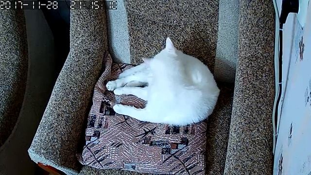 Falcon Eye FE-MTR1000: искусственное освещение смотреть онлайн